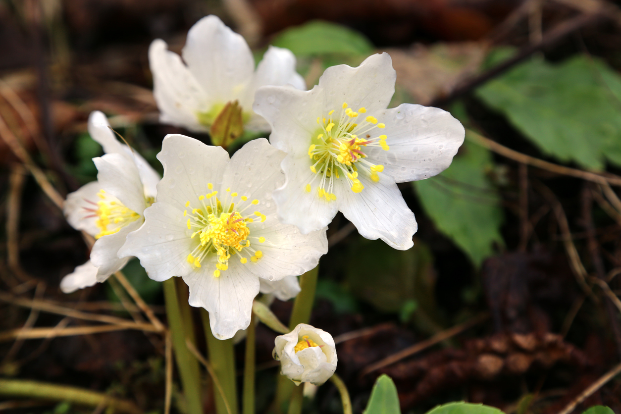 Christmas Rose