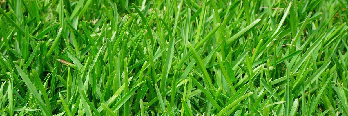 Close up of green grass blades 