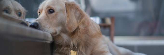 Which dogs shed the most