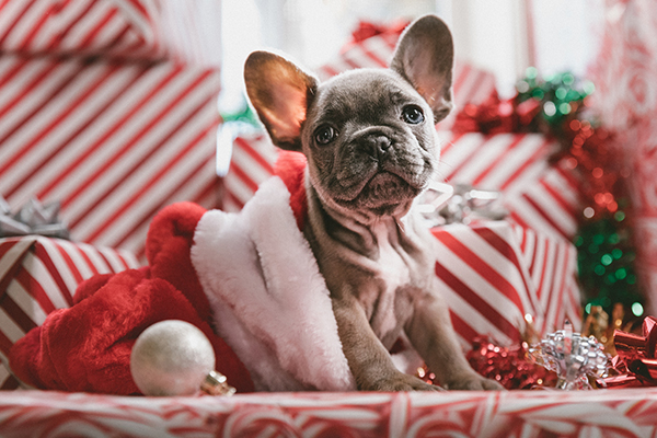 Gtech’s homemade dog treats recipe