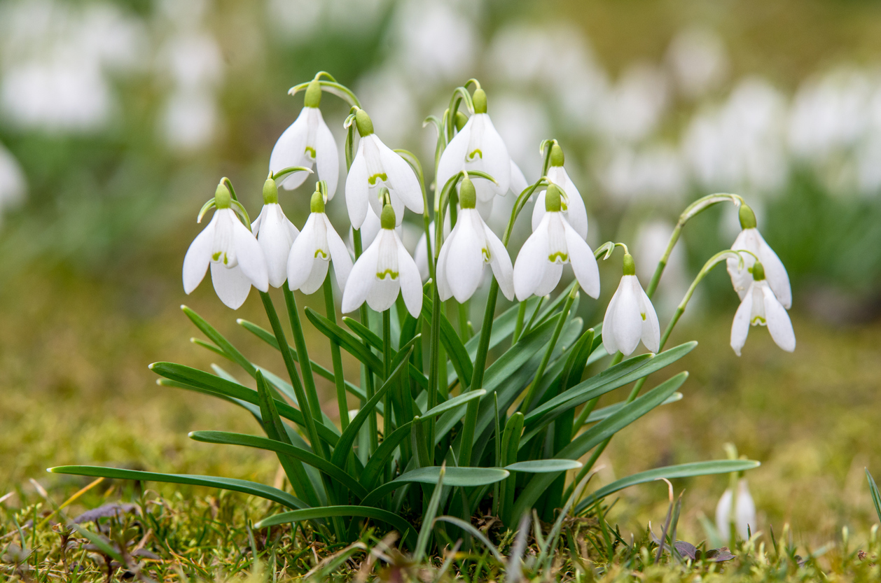 Snowdrops