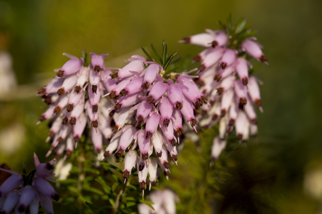 Winter Heather