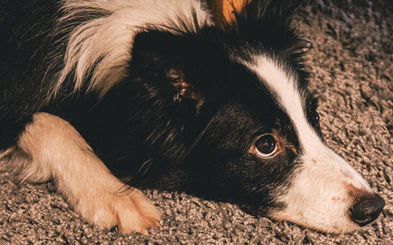close up of collie dog