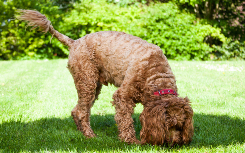 dog sniffing grass in the summer