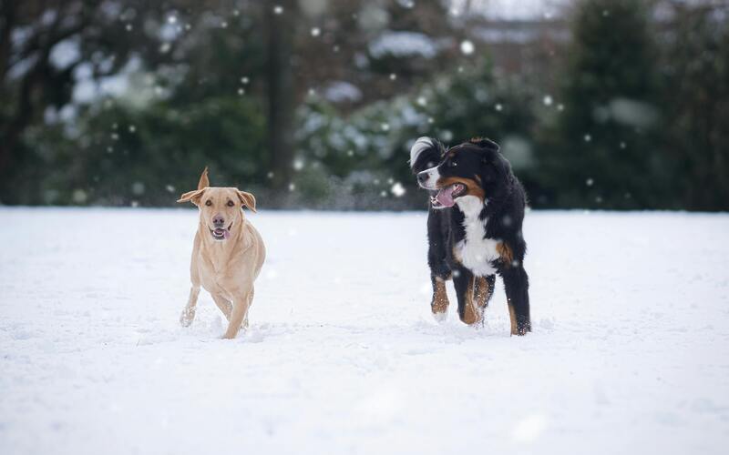 dogs running in the snow