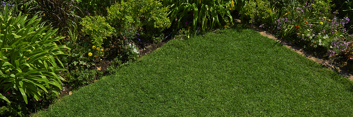 Lawn care tips & advice Lawn care tips & advice