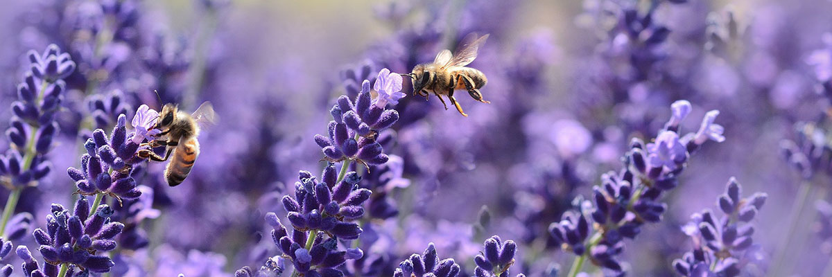 5 ways to have a wildlife friendly garden