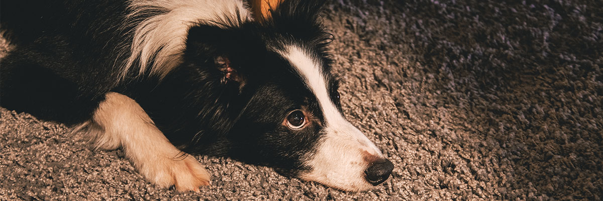 GTECH AIRRAM 2 beside a pet